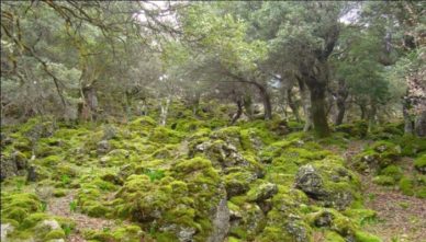 kroustas-forest Уникальный парк "Лес Крустас" в деревне Крустас на Крите