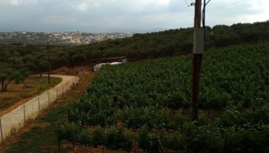 виноград-Винодельни-Klados-Winery Виноградник винодельни Klados Winery в Панормо на острове Крит