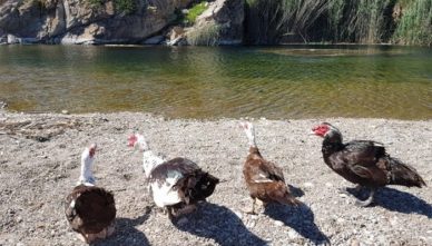 гуси-на-пляже Гуси на пляже Geropotamos на Крите