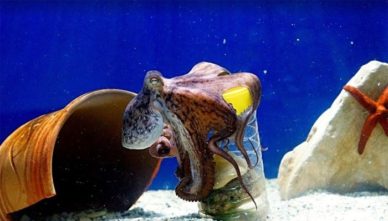 асьминог Осьминог в аквариуме Aquaworld на Крите