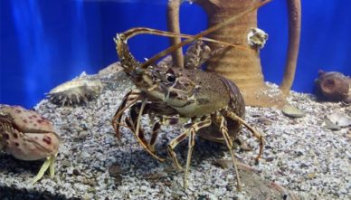 Aquaworld Аквариум Aquaworld в Аналипсе на острове Крит