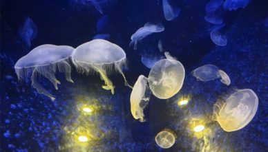 Cretaquarium Аквариум Cretaquarium в курорте Аналипси на Крите